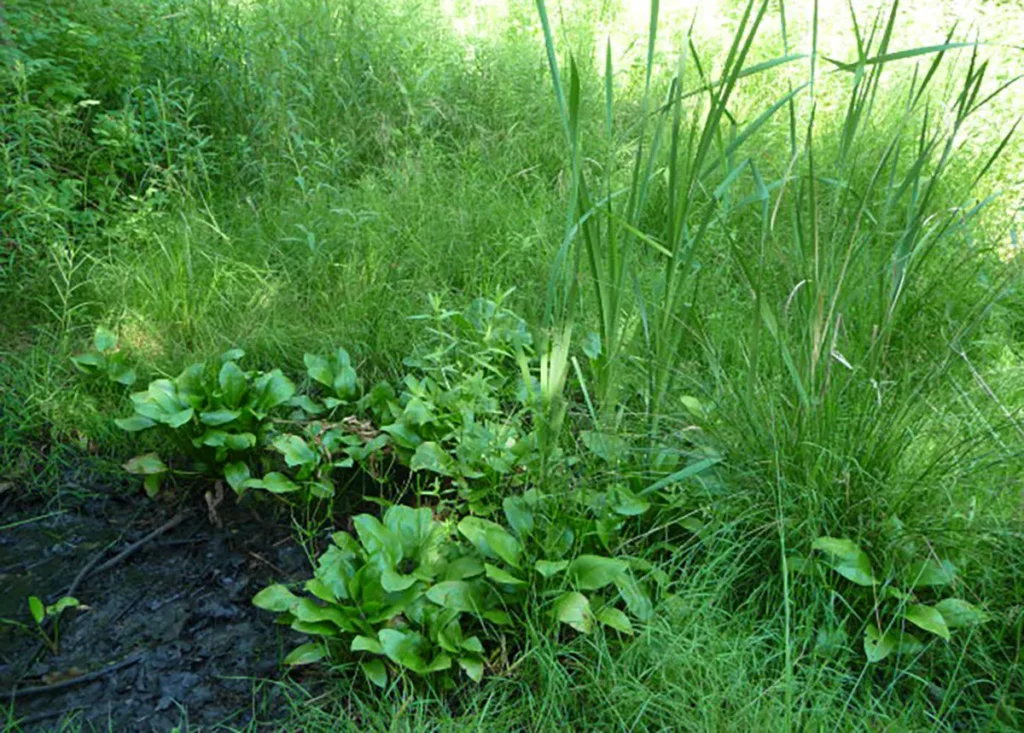 Wetlands